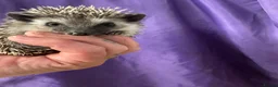 Pygmy Hedgehog rodents for sale: 9 week hoglets/ full masked/ reverse pinto READY   - Advert 20