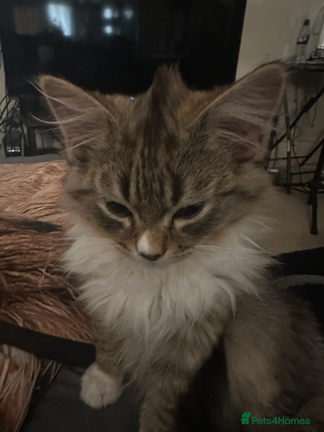 Mixed Breed cats for sale: Handsome petite mixed breed kitten for sale - Advert 5