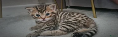 Mixed Breed 2