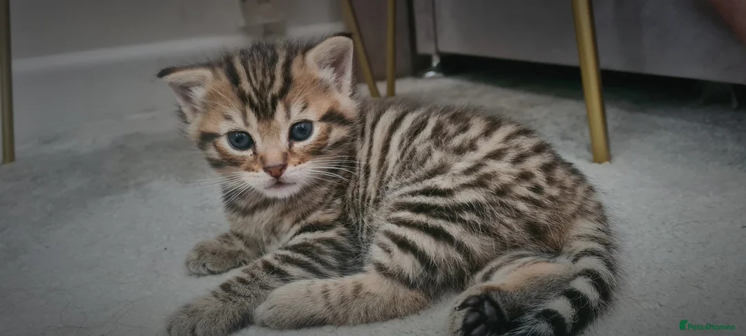Mixed Breed cats for sale: 2 beautiful kittens - Advert 2