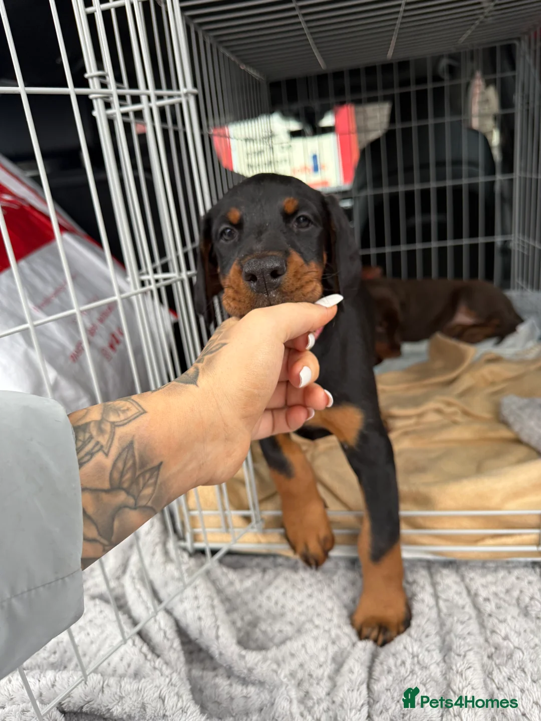 Dobermann dogs for sale: OUTSTANDING FULL EUROPEAN DOBERMAN - Advert 22