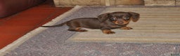 Dachshund dogs for sale: Miniature Smooth Haired Dachshunds - Advert 3