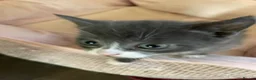 Russian Blue cats for sale: Beautiful Russian blue British shorthair cross  - Advert 3