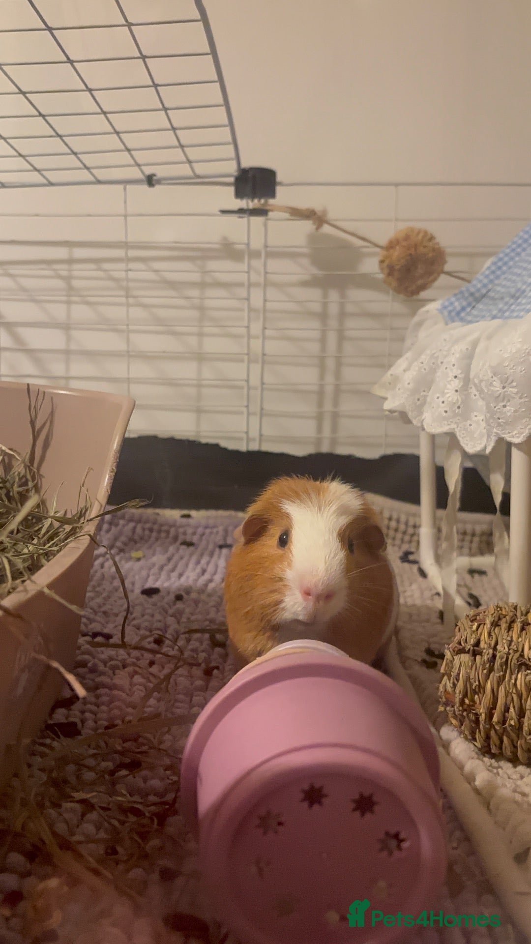 Guinea Pig rodents for sale: male guinea pig for rehoming - Advert 1