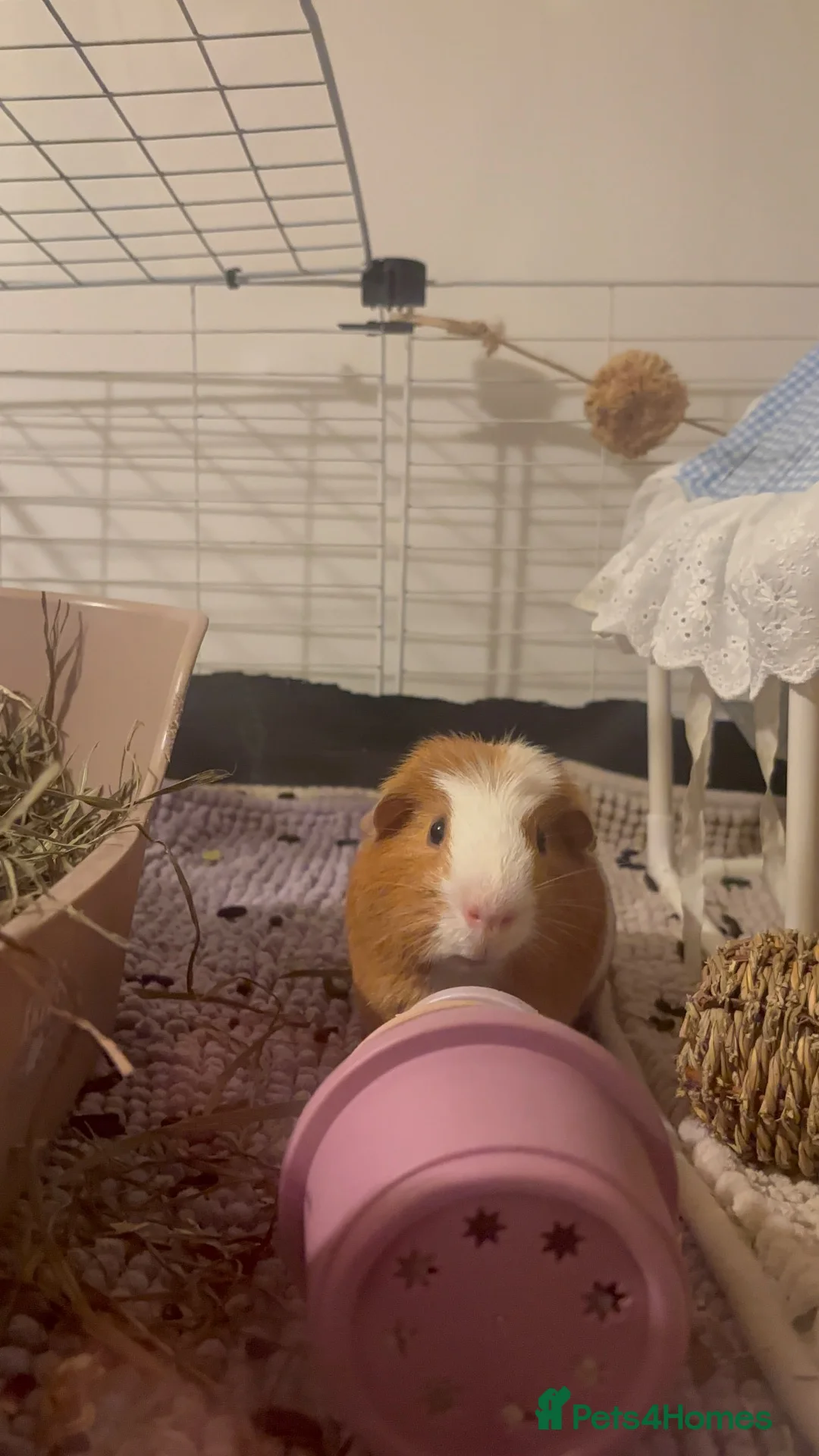 Guinea Pig rodents for sale: male guinea pig for rehoming in Southampton - Advert 1