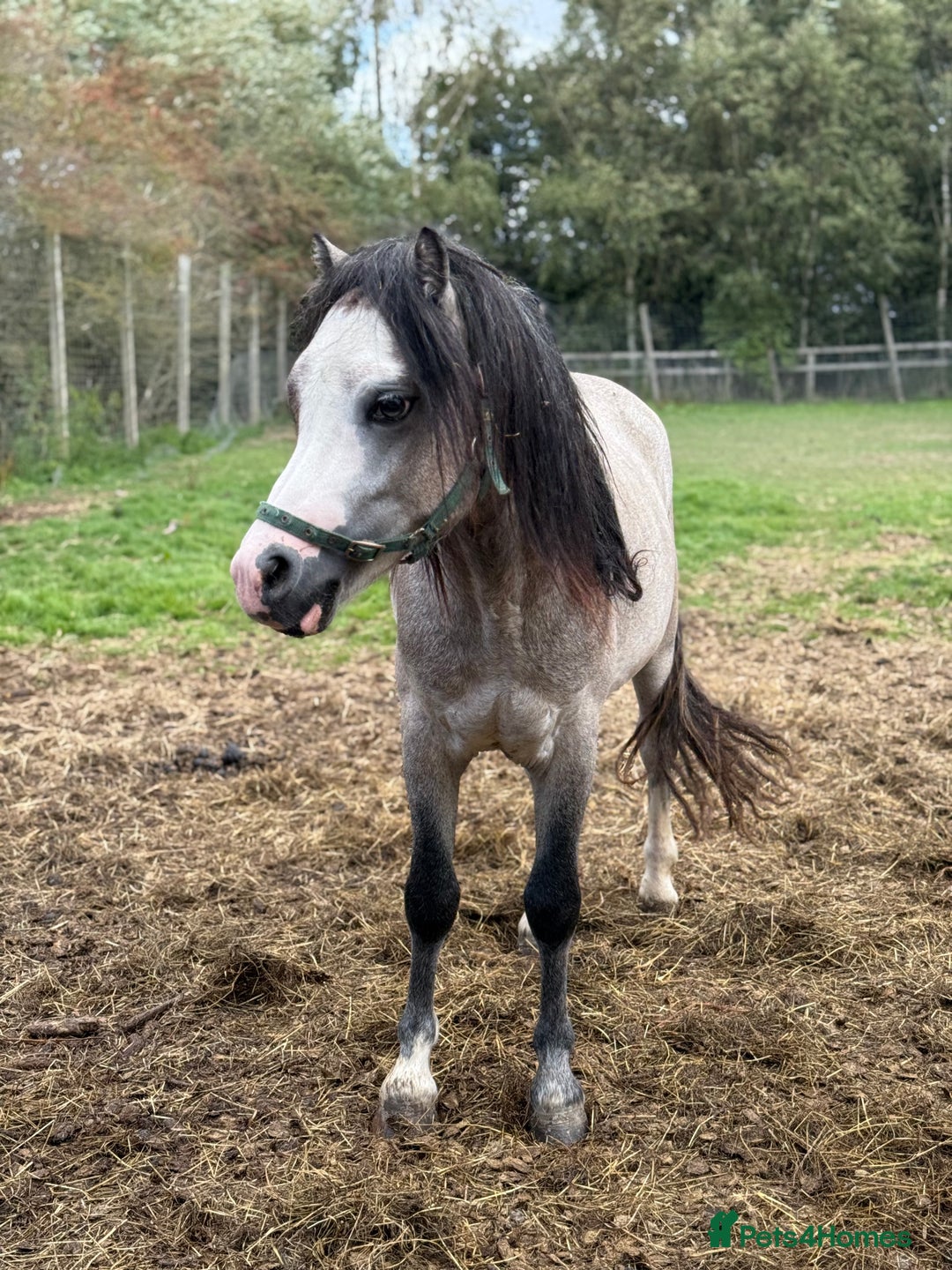 Welsh Section A horses for sale: Welsh a 2 year old gelding  - Image 4