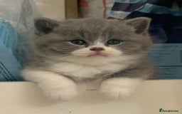 British Shorthair cats for sale: GCCF British shorthair - Image 1