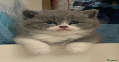 British Shorthair cats - Advert 8