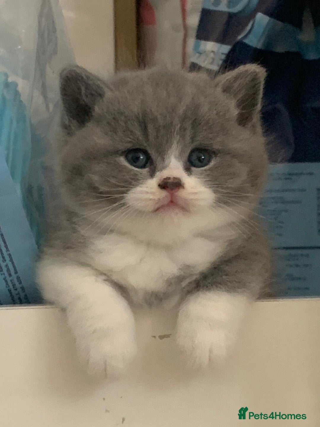 British Shorthair cats for sale: GCCF British shorthair - Image 1