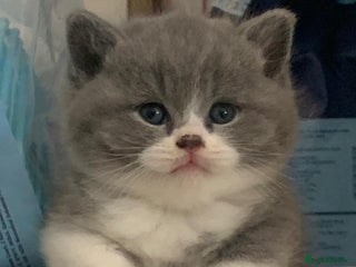 British Shorthair cats - Advert 13