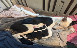Border Collie dogs for sale: 7 beautiful border collie pups  - Image 1