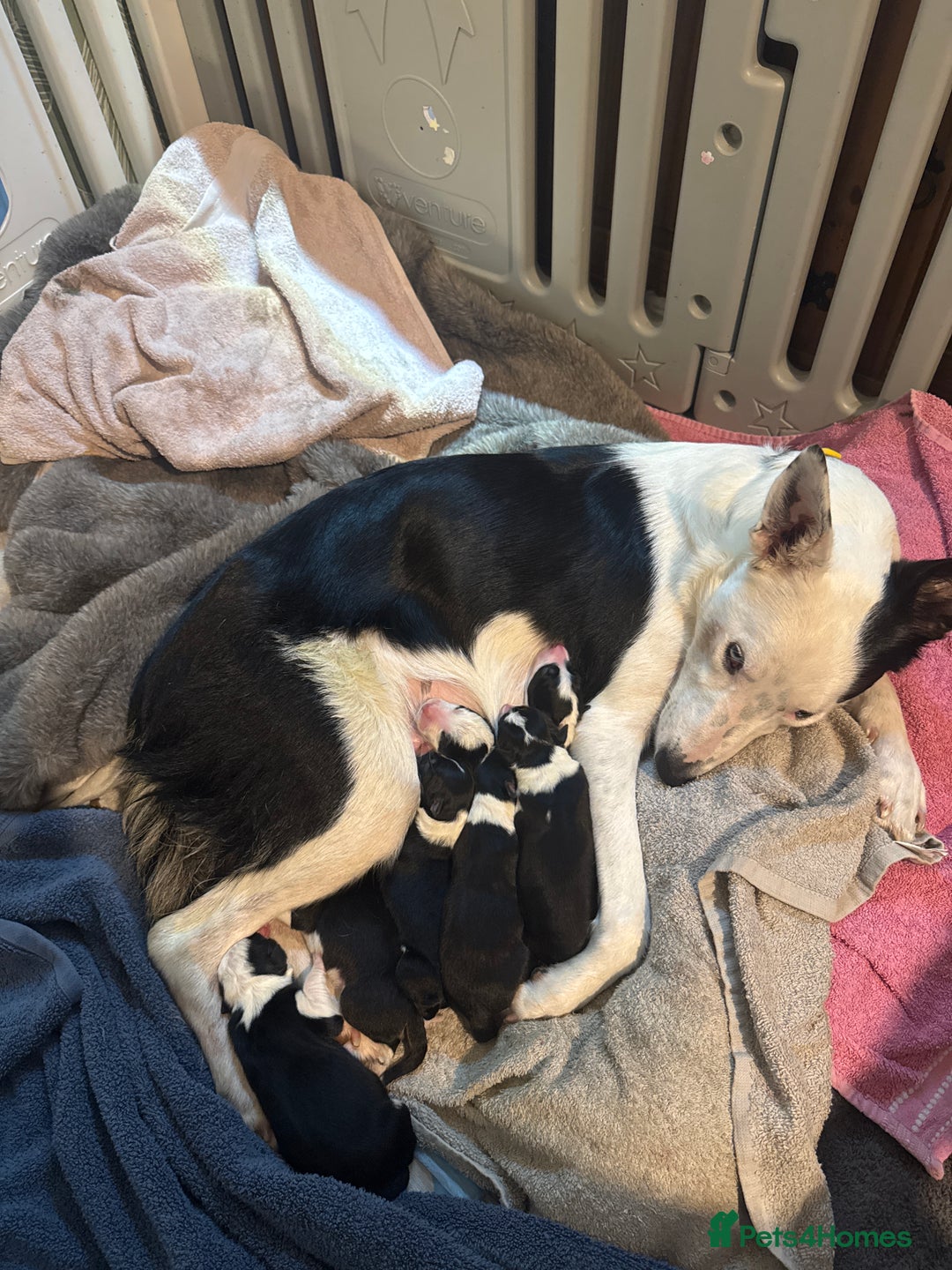 Border Collie dogs for sale: 7 beautiful border collie pups  - Image 1