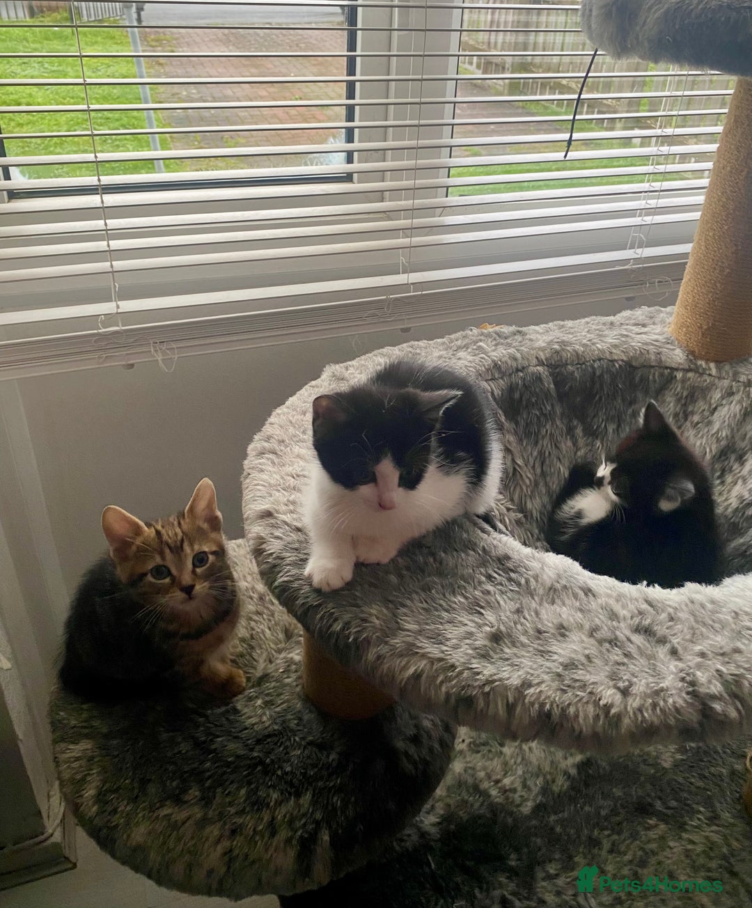 Mixed Breed cats for sale: Kittens for sale - Advert 18