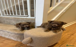 Chihuahua dogs for sale: Beautiful long coat pure breed chihuahua  - Image 1