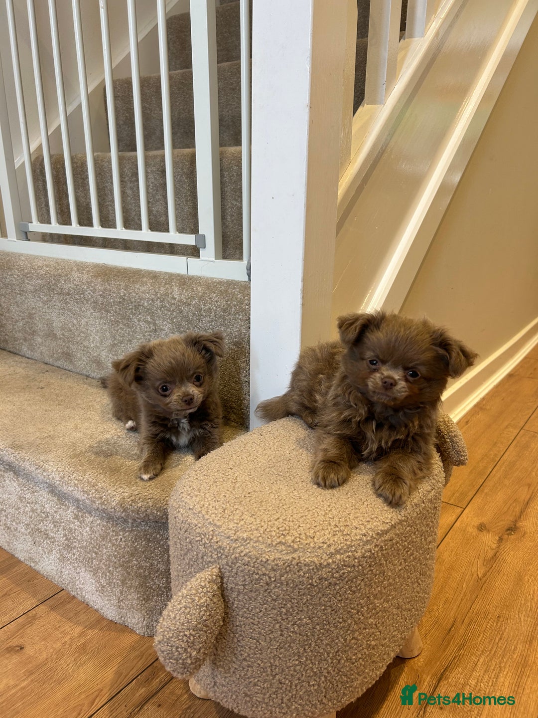 Chihuahua dogs for sale: Beautiful long coat pure breed chihuahua  - Image 1