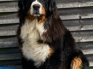 Bernese Mountain Dog dogs in Peterborough - Advert 6
