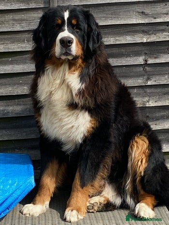 Bernese Mountain Dog dogs in Peterborough - Advert 1