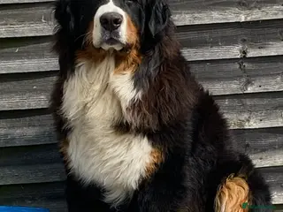 Bernese Mountain Dog dogs Stunning Bernese Mountain Boy for Stud in Peterborough - Advert 1