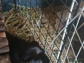 Guinea Pig rodents Boar Guinea Pigs for sale. - Advert 2