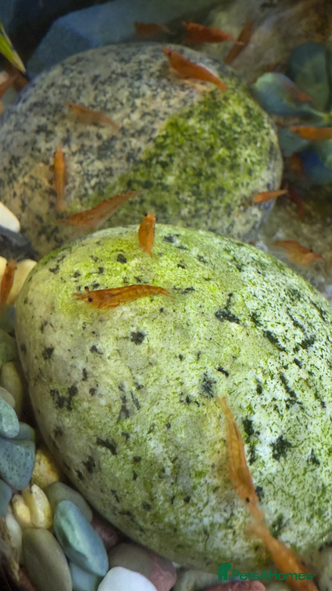 Shrimps fish for sale: Cherry shrimps for sale  - Advert 8