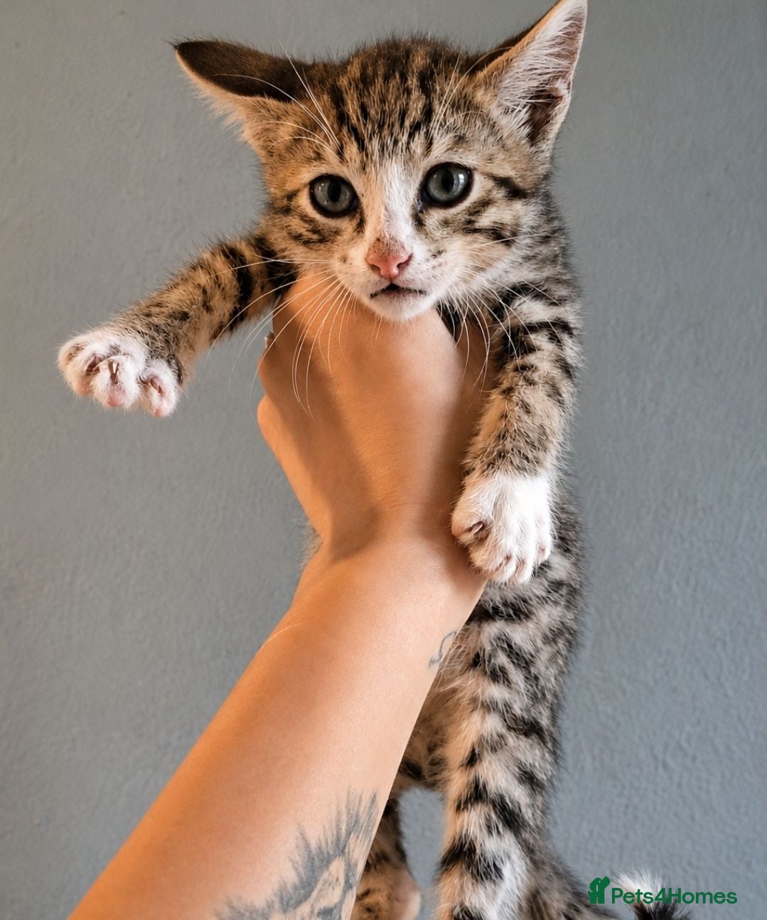 Bengal cats Savannah x bengal ONE MALE LEFT READY - Advert 1