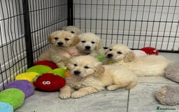 Golden Retriever dogs for sale: Wonderful happy golden retriever puppies  - Image 9