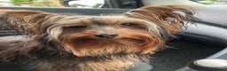 Yorkshire Terrier dogs for sale: Maxi  - Advert 6