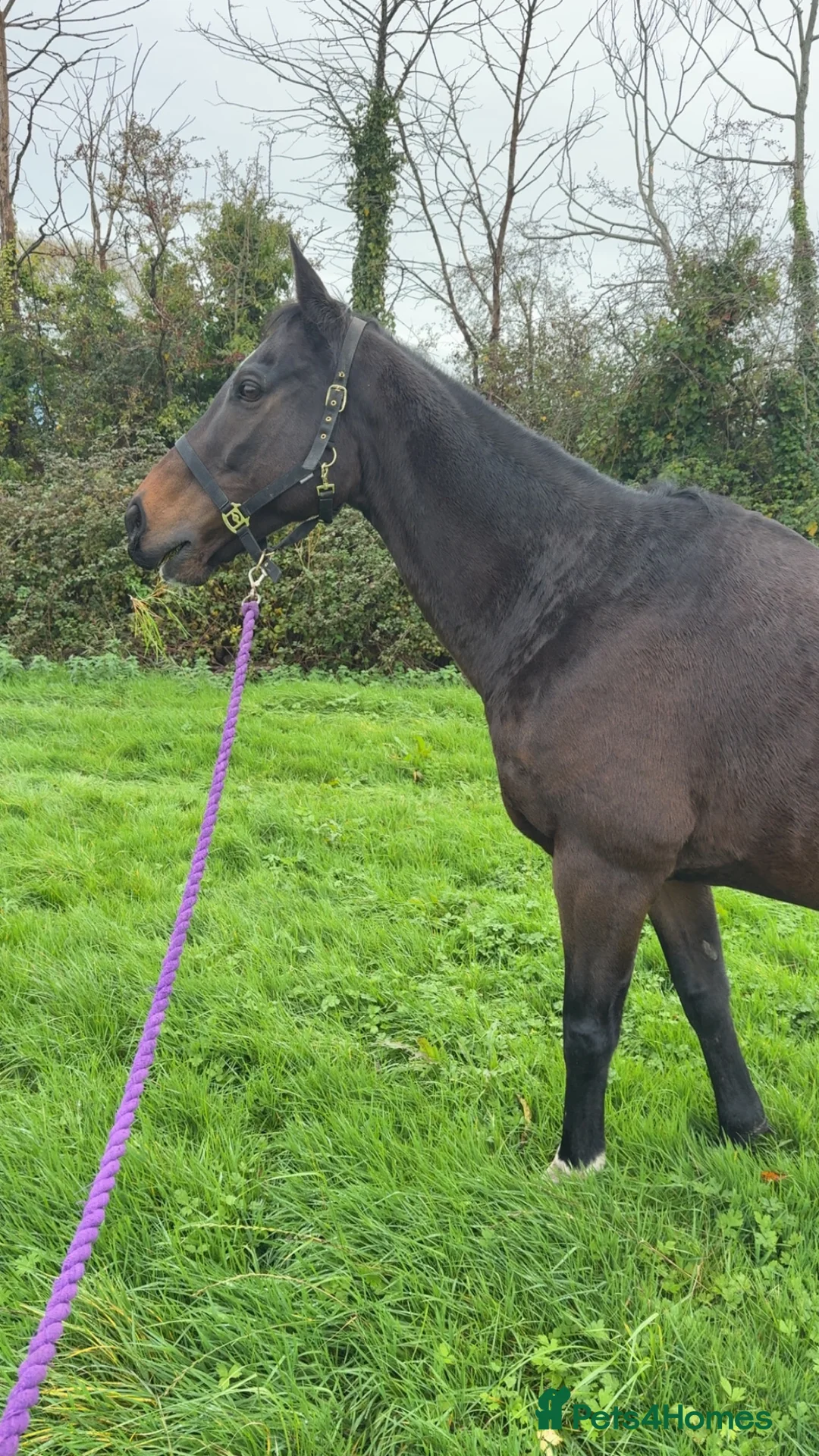 Irish Thoroughbred horses for sale: King 15.3hh aged 15 - Advert 2