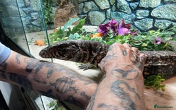 Lizard reptiles for sale: Stunning black and white tegu female - Image 4