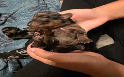 Miniature Dachshund dogs for sale: Miniature Dachshunds  - Advert 6