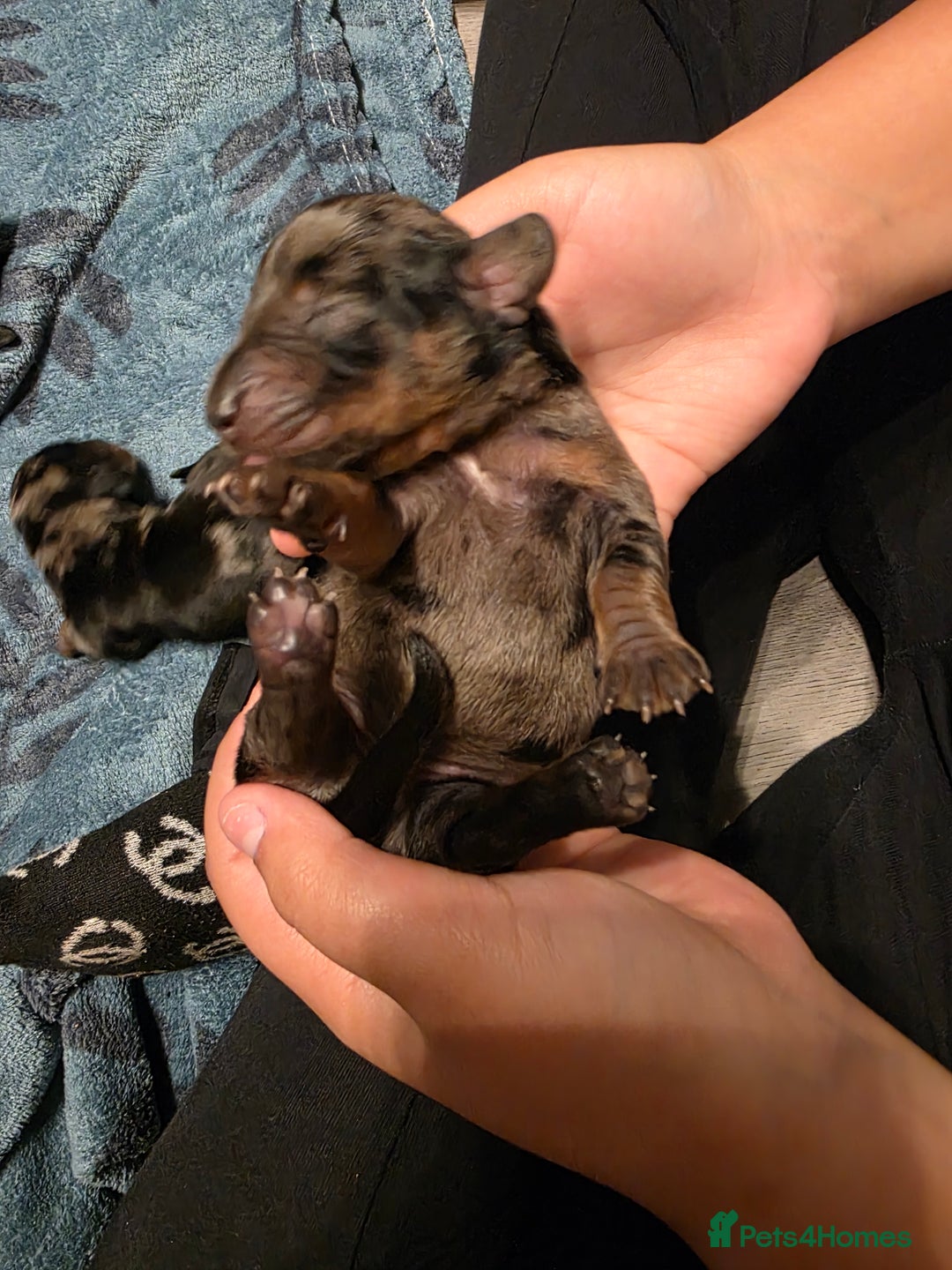 Miniature Dachshund dogs for sale: Miniature Dachshunds  - Advert 6
