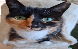 Domestic Shorthair cats for sale: 2 gorgeous ginger boys🌟 - Image 12