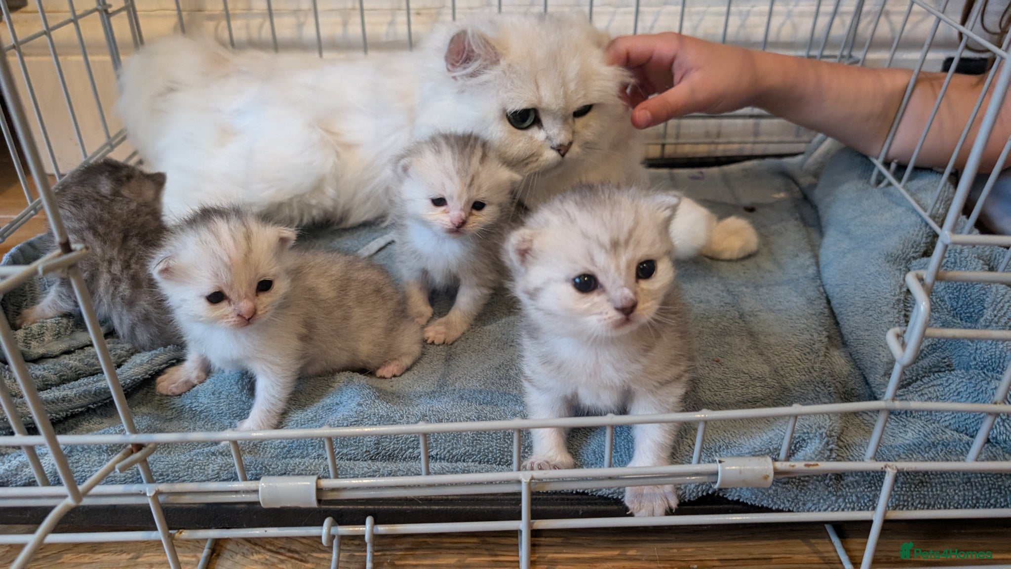 Persian cats Chinchilla Persian silver tipped kitten's  - Advert 5