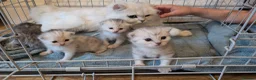 Persian cats for sale: Chinchilla Persian silver tipped kitten's  - Advert 1