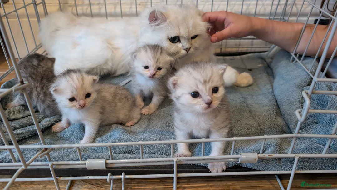 Persian cats for sale: Chinchilla Persian silver tipped kitten's  - Advert 1