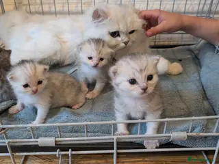 Persian cats Chinchilla Persian silver tipped kitten's - Advert 5