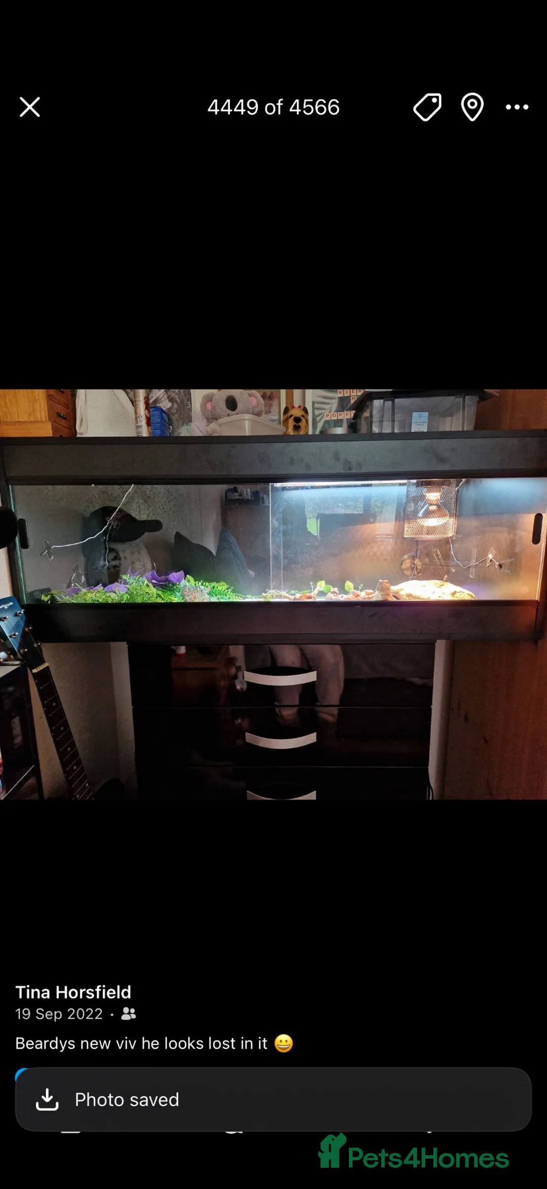 Bearded Dragon reptiles for sale: Bearded dragon  in Burton-on-Trent - Advert 3