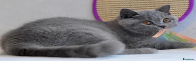 British Shorthair 1