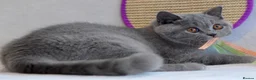 British Shorthair cats for sale: 5 beautiful kittens😻❤️ - Advert 5
