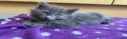 British Longhair cats for sale: Beautiful British Long-Haired Boy Ready Now! - Advert 14