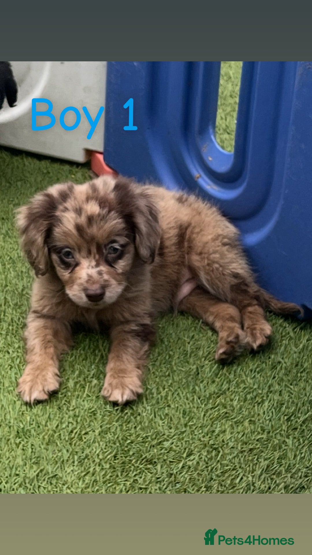 Cocker Spaniel dogs for sale: 6 beautiful cocker spaniel puppies  - Image 6