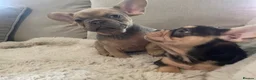 French Bulldog dogs for sale: 🔥 Unbelievable litter of 11 French Bulldogs 😍 - Advert 15