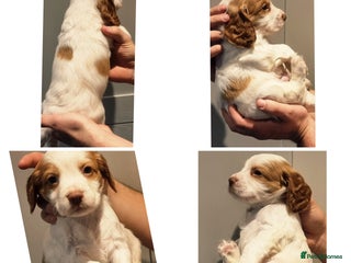 Cocker Spaniel dogs (Only 1 left) Working Cocker Spaniel Pups F1B - Advert 1