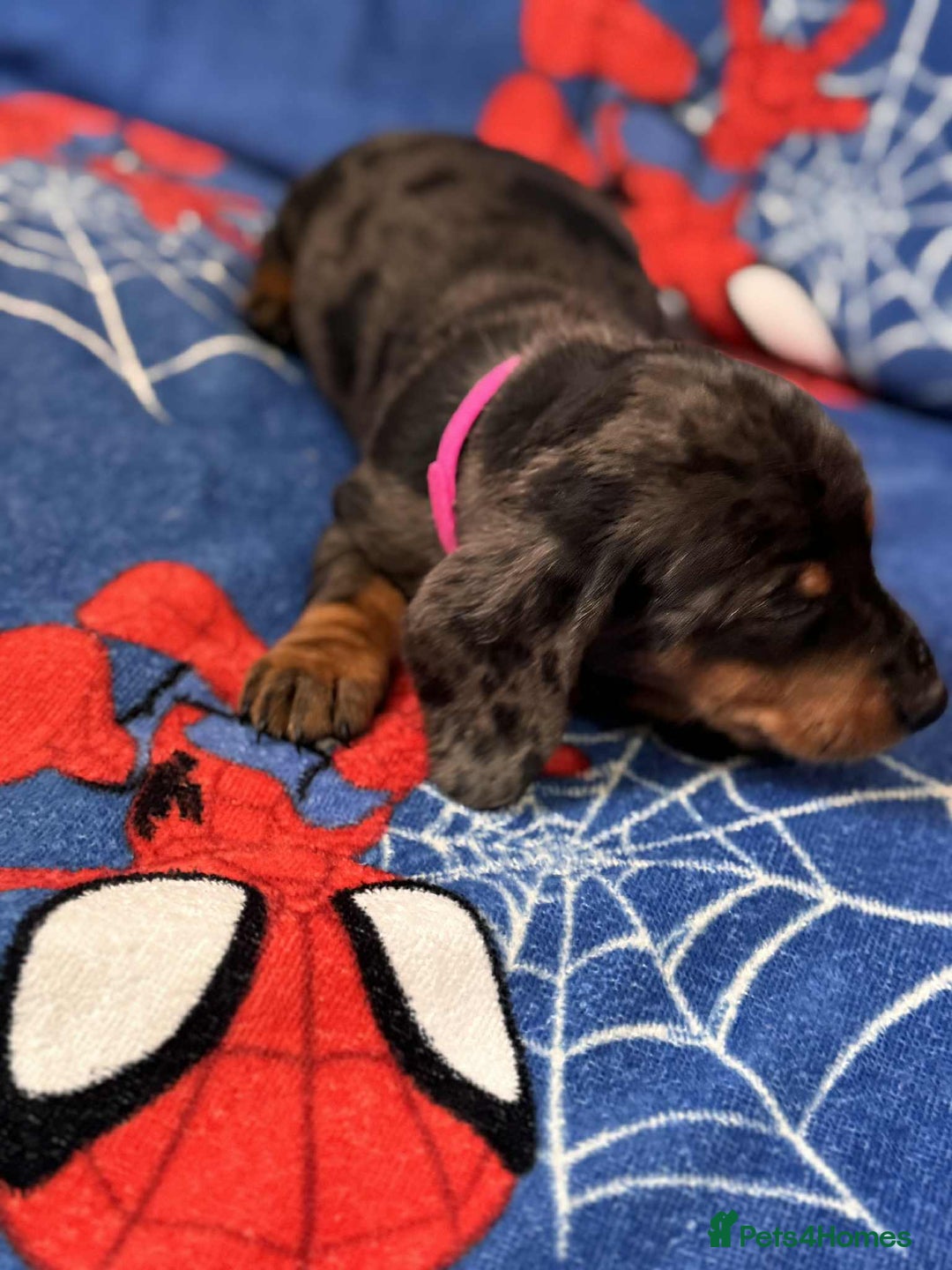 Miniature Dachshund dogs for sale: Puppies 🐶  - Advert 10