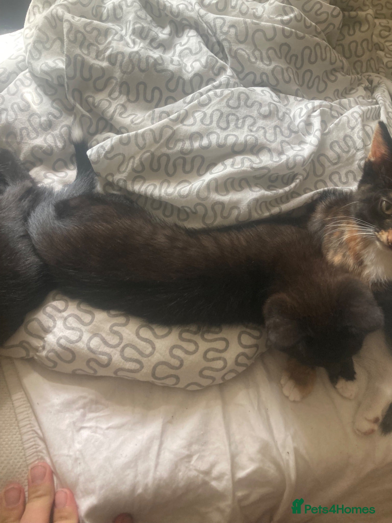 Domestic Shorthair cats 6 beautiful kittens is ready to go - Advert 1