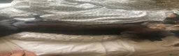 Domestic Shorthair cats for sale: 6 beautiful kittens is ready to go - Advert 1