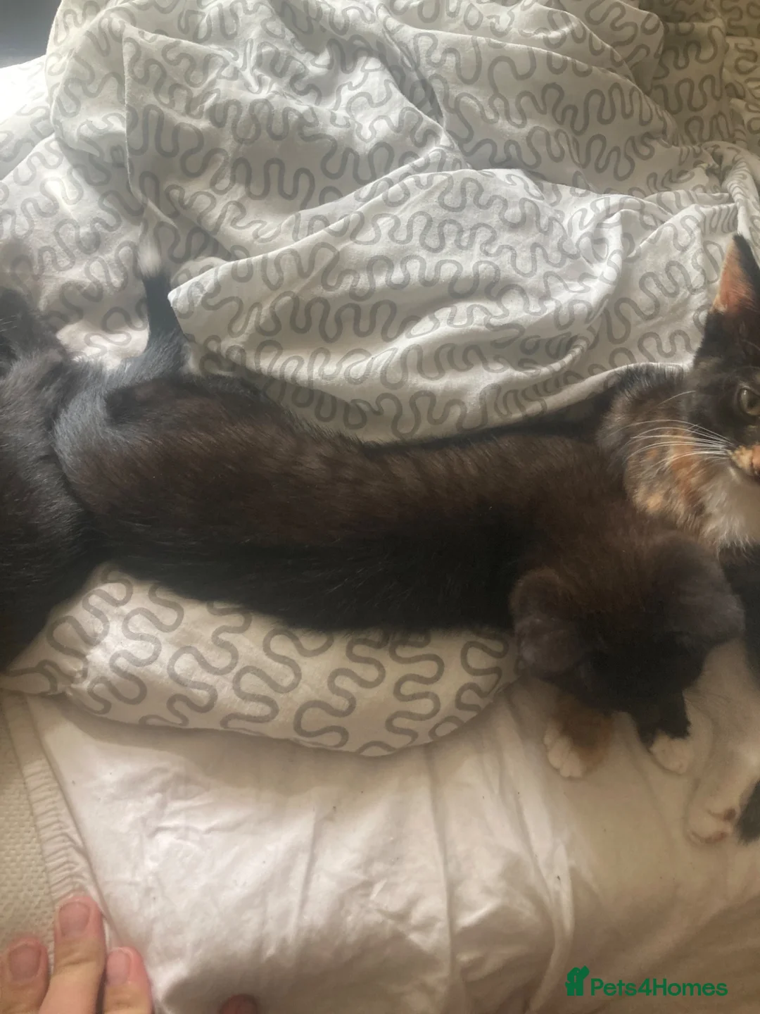 Domestic Shorthair cats for sale: 6 beautiful kittens is ready to go - Advert 1