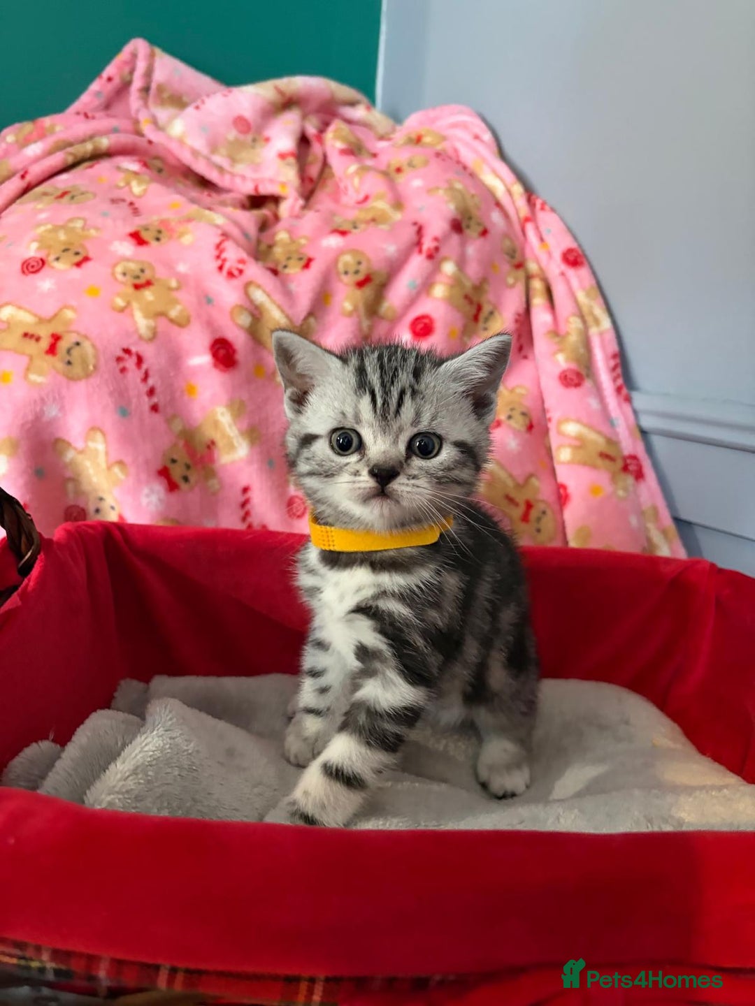 British Shorthair cats for sale: Beautiful bsh kittens  - Image 18