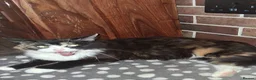 Mixed Breed cats for sale: Maine coon mix persian - Advert 2