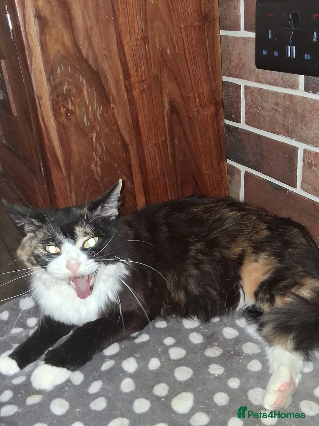 Mixed Breed cats for sale: Maine coon mix persian - Advert 2